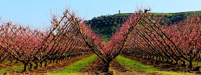 Carro raccolta frutta  YS  Standard